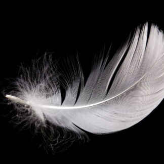 Höyhen mustalla taustalla juliste 40x50 cm