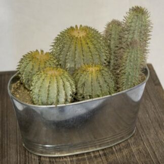 Kaktus tekokasvi sinkkiruukussa 14 cm