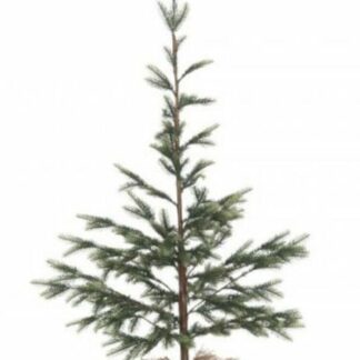 Winteria kuusi juuttiruukussa 120 cm