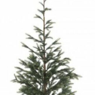 Winteria kuusi juuttiruukussa 150 cm