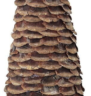 Bloomingville Otu koristepuu 10x40 cm ruskea