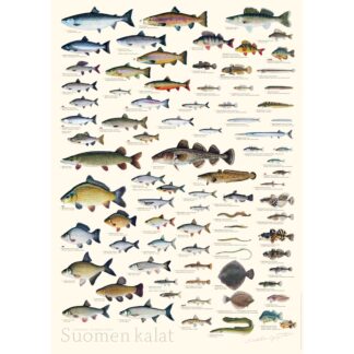 Sakke Yrjölä Suomen Kalat juliste