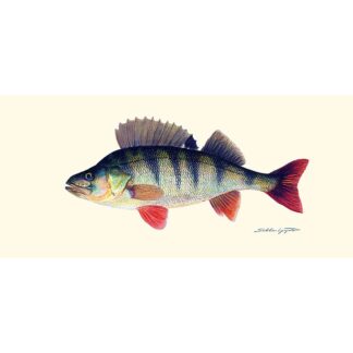 Sakke Yrjölä Ahven juliste