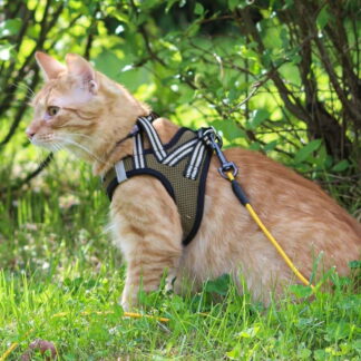 Kissavaljaat Basic Cat Sporty NoEscape (L)