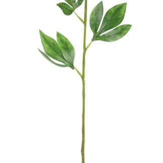 4Living pioni 60 cm kerma