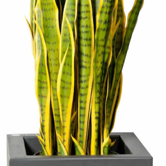 Sansevieria iso anopinkieli tekokasvi keltainen
