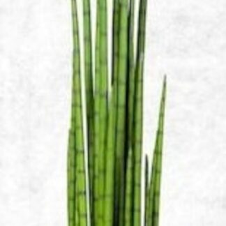 Sansevieria keihäsanopinkieli nippu 90 2/2