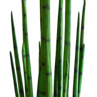 Sansevieria keihäsanopinkieli
