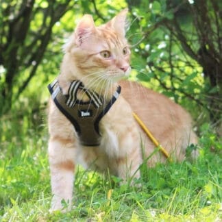 Basic Cat Sporty NoEscape valjas vihreä