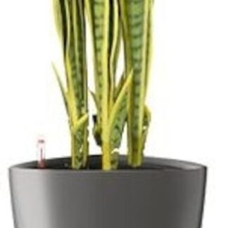 Sansevieria anopinkieli tekokasvi nippu keltainen