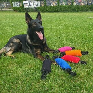 Dingo Gear Bungee Bite Tug