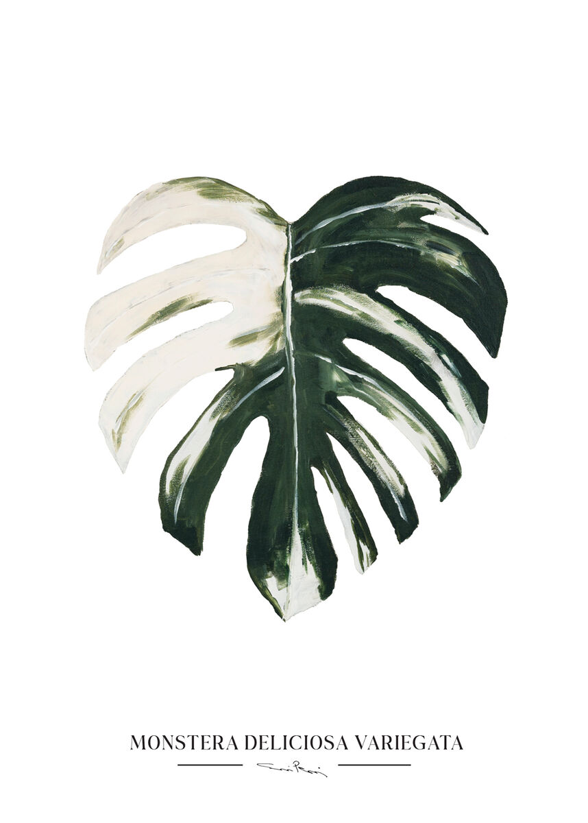 Kaverini Monsteran lehti juliste 30x40 cm