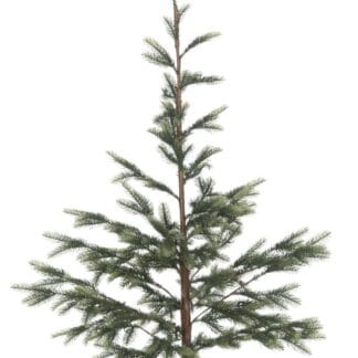 Winteria kuusi juuttiruukussa 120 cm